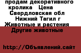 продам декоративного кролика › Цена ­ 600 - Свердловская обл., Нижний Тагил г. Животные и растения » Другие животные   